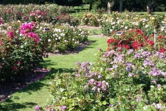 Дублинский ботанический сад