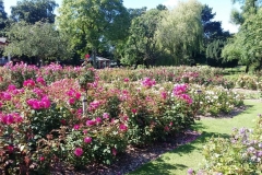 Дублинский ботанический сад