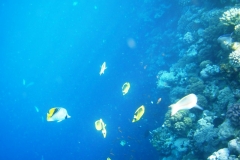 Обитатели подводного мира Красного моря в Шарм-эль-Шейхе