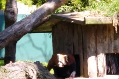 Dublin Zoo